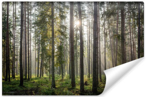 Fototapeta DEKORACYJNA Efekt 3D do Salonu Las i Natura 135cm x 90cm