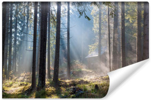 Fototapeta NA ŚCIANĘ do Salonu 3D Las Przyroda 90cm x 60cm