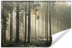 Fototapeta NA ŚCIANĘ 3D Pejzaż Las i Mgła pośród Drzew 405cm x 270cm