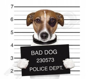 ''BAD DOG'' Naprasowanka na ciepło Naklejka