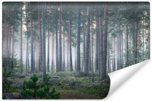 Fototapeta NA ŚCIANĘ Pejzaż 3D Las Iglasty i Mgła 368cm x 254cm