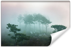 Fototapeta 3D Drzewa na Skałach MGLISTY LAS 315cm x 210cm