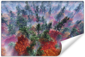 Fototapeta NA ŚCIANĘ Pejzaż Las Widok z Lotu Ptaka 270cm x 180cm