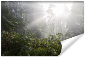 Fototapeta ŚCIENNA 3D Leśny Krajobraz i Promienie Słońca 180cm x 120cm