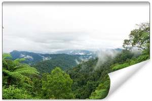 Fototapeta DO SALONU 3D Mgła nad Lasem Drzewa Pejzaż 90cm x 60cm