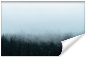 Fototapeta NA ŚCIANĘ Las Iglasty we Mgle EFEKT 3D 90cm x 60cm