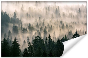 Fototapeta DO SALONU DRZEWA Iglaste Las we Mgle 3D 90cm x 60cm