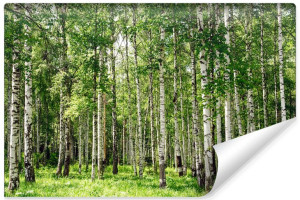 Fototapeta FLIZELINOWA 3D Las Drzewa Brzozy Natura 450cm x 300cm