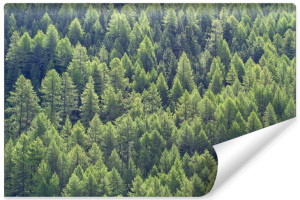 Fototapeta ŚCIENNA 3D Drzewa Las Iglasty DO SALONU 90cm x 60cm