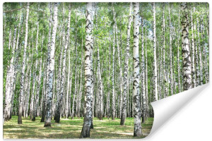 Fototapeta ŚCIENNA 3D Drzewa Brzozy w Lesie DO SALONU 405cm x 270cm