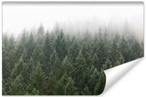 Fototapeta NA ŚCIANĘ 3D do Salonu Las i Drzewa we Mgle 400cm x 280cm