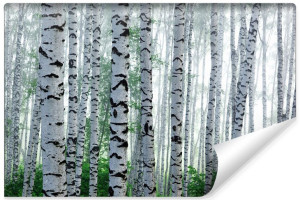 Fototapeta DEKORACYJNA 3D do Salonu Brzozy w Lesie 368cm x 254cm