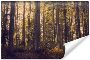 Fototapeta NA ŚCIANĘ Efekt 3D Pejzaż Las w Stylu Vintage 368cm x 254cm