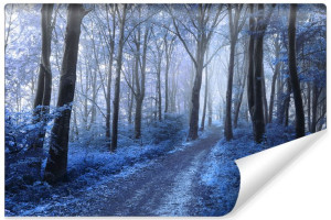 Fototapeta DEKORACYJNA 3D Zimowy Pejzaż Las Drzewa Natura 135cm x 90cm