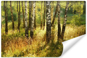 Fototapeta NA ŚCIANĘ Efekt 3D do Sypialni Las Brzozowy 450cm x 300cm
