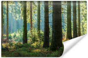 Fototapeta Leśny Motyw NA ŚCIANĘ Efekt 3D Natura Drzewa 180cm x 120cm