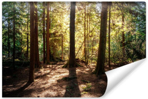Fototapeta NA ŚCIANĘ 3D Krajobraz LAS Natura Przyroda 300cm x 210cm