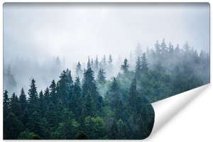 Fototapeta DEKORACYJNA 3D LAS Iglasty we Mgle Pejzaż 360cm x 240cm