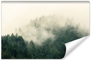 Fototapeta ŚCIENNA 3D do Salonu Krajobraz Leśny we Mgle 368cm x 254cm