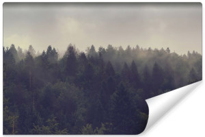 Fototapeta ŚCIENNA 3D do Salonu KRAJOBRAZ Leśny we Mgle 400cm x 280cm
