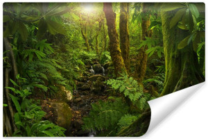 Fototapeta 3D NA ŚCIANĘ do Salonu LAS Drzewa Liście Natura 368cm x 254cm