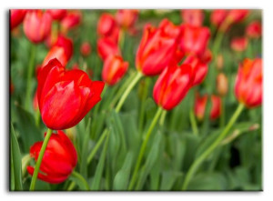 Obraz na płótnie 50x70cm czerwone tulipany