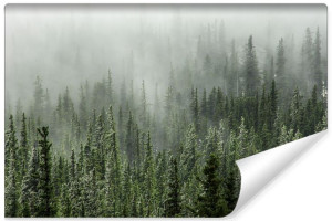 Fototapeta DEKORACYJNA 3D do Salonu LAS Mgła Drzewa Iglaste 315cm x 210cm