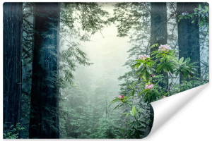Fototapeta DO SALONU Efekt 3D Drzewa w Lesie Mgła Przyroda 400cm x 280cm