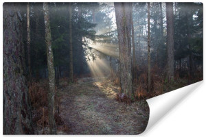 Fototapeta DO SALONU 3D Promienie Słońca w Lesie Natura 300cm x 210cm