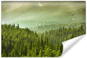 Fototapeta NA ŚCIANĘ 3D Krajobraz Drzewa Iglaste LAS Natura 360cm x 240cm
