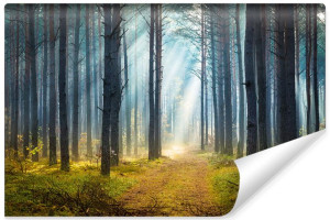 Fototapeta ŚCIENNA Efekt 3D Las Iglasty PEJZAŻ JESIENNY 405cm x 270cm