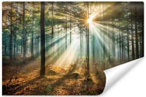 Fototapeta ŚCIENNA Efekt 3D Promienie Słońca w Lesie 368cm x 254cm