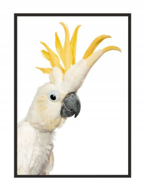 OBRAZ PLAKAT W RAMIE 53x73 cm Kakadu P1002