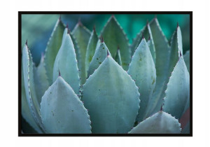 OBRAZ PLAKAT W RAMIE 53x73 cm Liście P1055