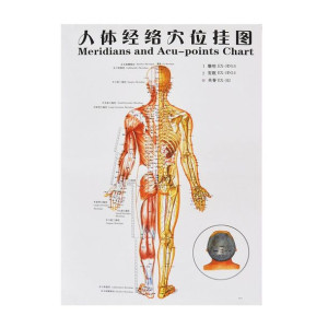 Plakat Człowieka 67x47cm Plansza Anatomiczna Meridiany