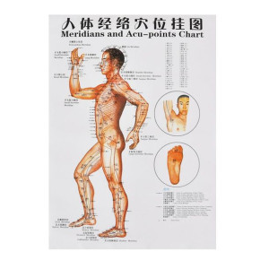 Plakat Człowieka 67x47cm Plansza Anatomiczna Bok Akupunktura