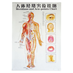 Plakat Człowieka 47x67cm Plansza Anatomiczna Akupunkturowa