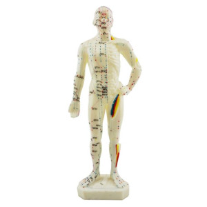 Model akupunkturowy człowieka - 28 cm model anatomiczny