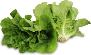 Sałata Rzymska Mini Świeża Bio (polska) (około 0,20 Kg)