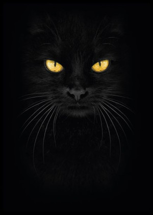 Plakat czarny kot - plakat do sypialni - 30x40