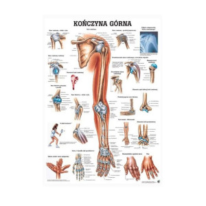 Plansza anatomiczna - kończyna górna | 100x70