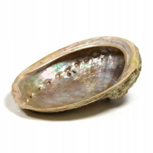 Abalone muszla - Podstawka L