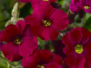 Żagwin Axcent Burgundy burgundowy czerwony na skalniak