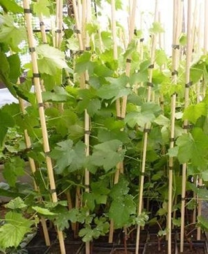 Winogrono Mix Odmian  sadzonka