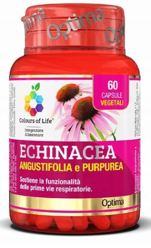 Jeżówka purpurowa ECHINACEA korzeń polifenole vege