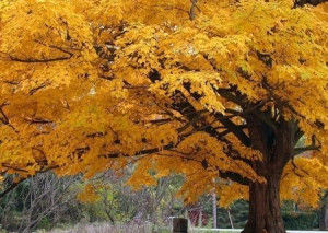 Beautiful Fall Color Tree - fototapeta 175x115 cm