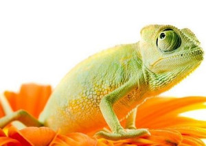 Chameleon on flower. Isolation on white - fototapeta 254x183 cm