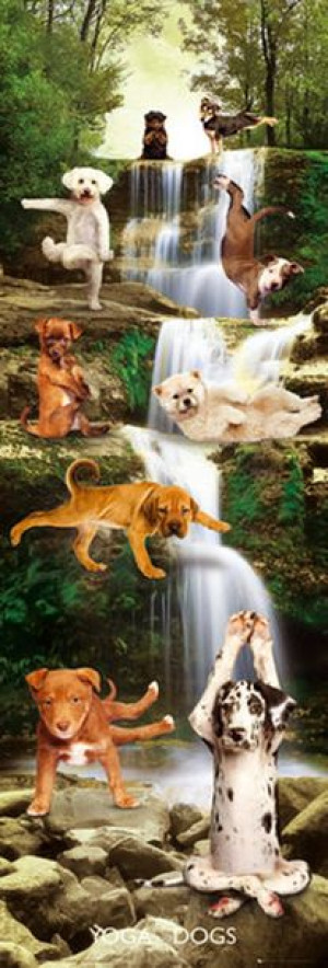 Joga - Zabawne Figury przy Wodospadzie - Psy - plakat 53x158 cm