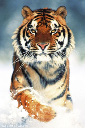Tygrys Bengalski w Śniegu - plakat 61x91,5 cm