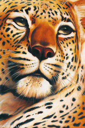 Gepard - Leopard - plakat 61x91,5 cm